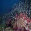 Monitoraggio Posidonia